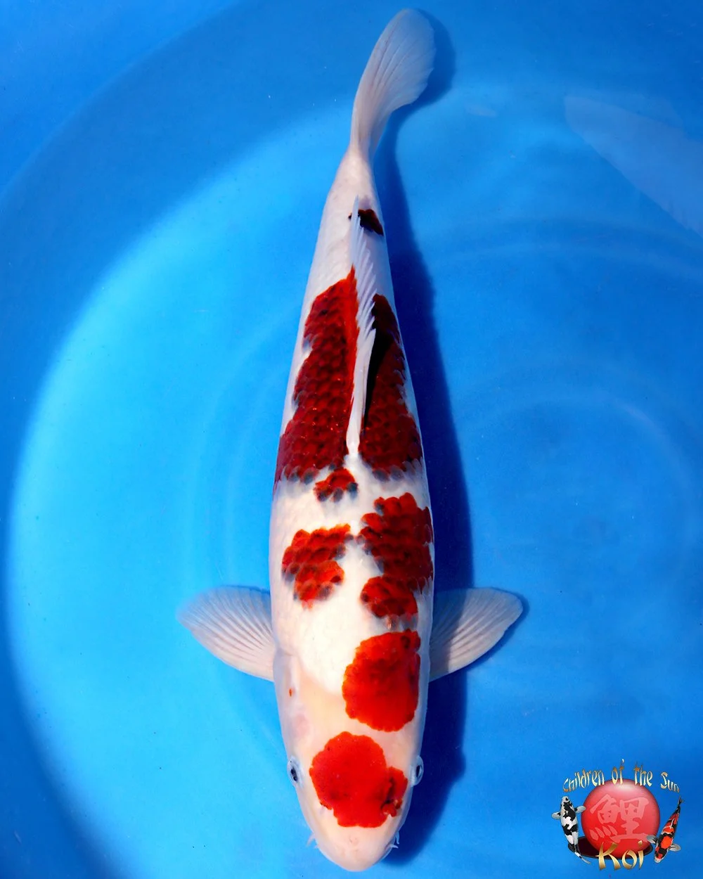 Imported Japanese Koi — Children of the Sun Koi - Japanese Koi For